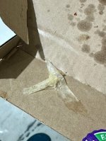 IMG_7769.jpeg