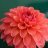 Akash s