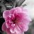 umesh046